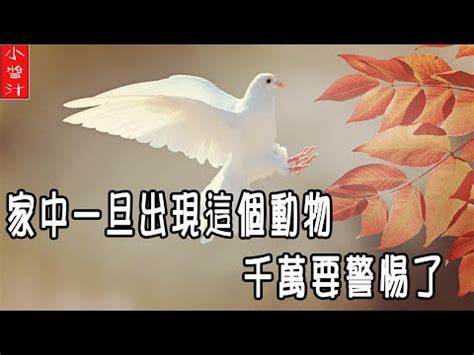 鳥死在家裡|陽台死鳥：化解法